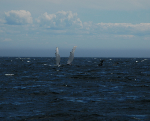 humpback whale raises it's fins out of the water in Red Bay Labrador