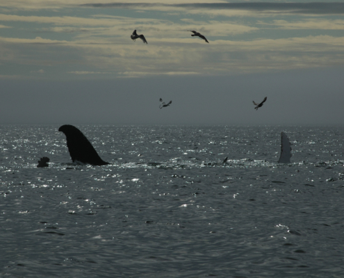 humpback whales waving to the seabirds in red bay labrador