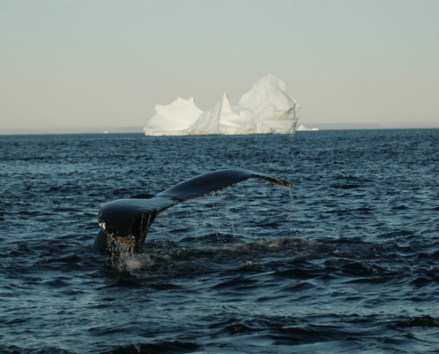 humpback whale tail stretched out of the water off the coast of Red Bay Labrador