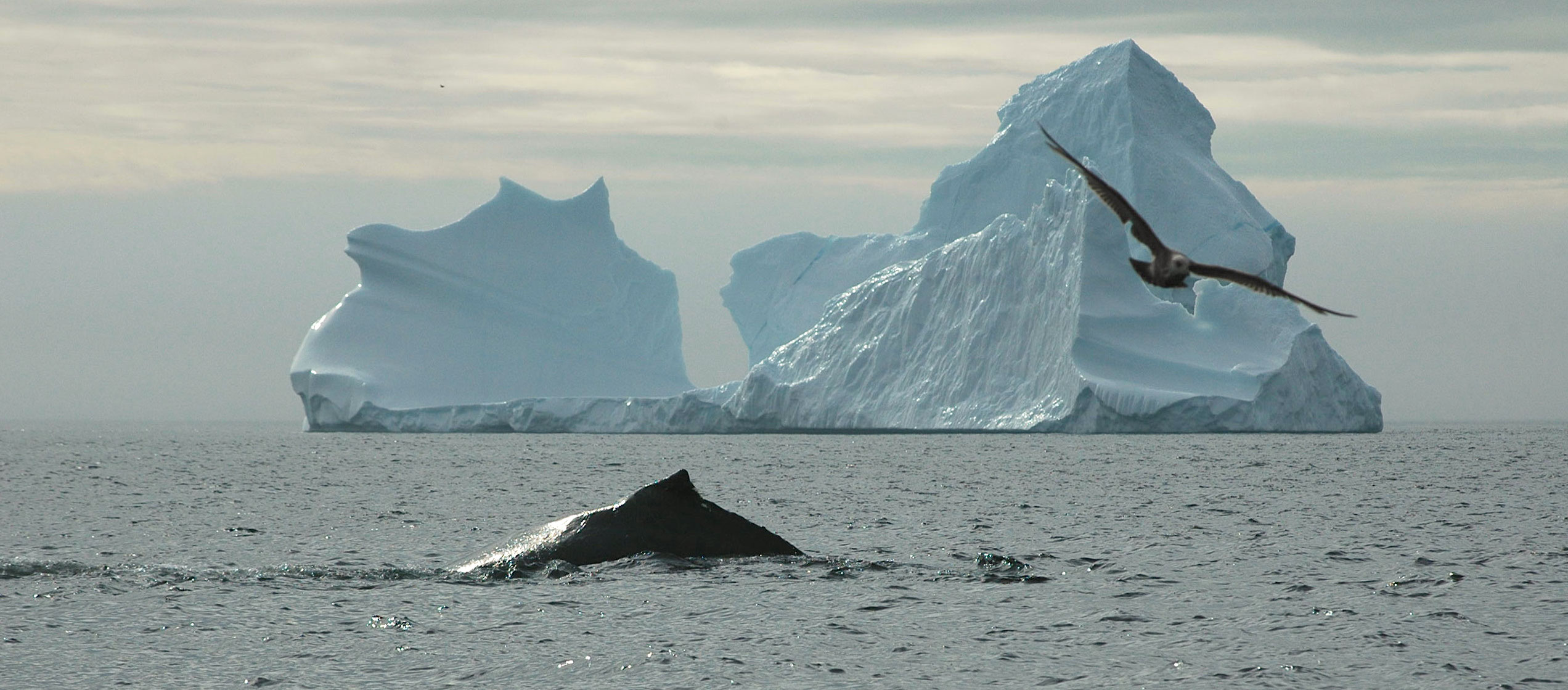 Humpback whale breaks the surface in Red Bay with an iceberg in the background